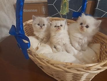 siyam pisik: İlan: Şirin balaca pişiklər – sevimli ev dostları - Növ: Ev pişiyi — 2