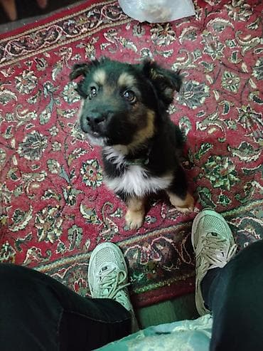 Qafqaz çoban iti, 2 ay, Erkek, Sənədli, Ünvandan götürmə