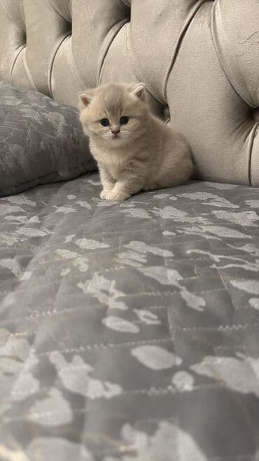 vəhşi pişik: Britan, Yaxşı əllərə — 7