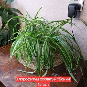 orkide gulu qiymeti: 🌿 Хлорофитум. 1) Очень неприхотливые, красивые растения, отлично — 2
