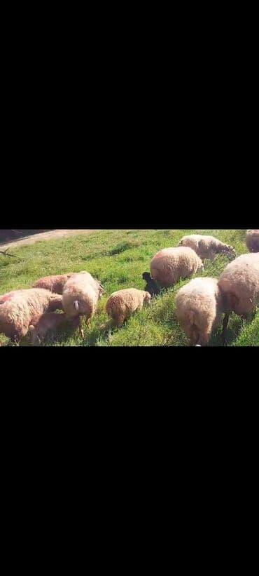 bakida cins ineklerin satisi: Dişi, il: 2, 50 kq, Damazlıq, Ünvandan götürmə — 10