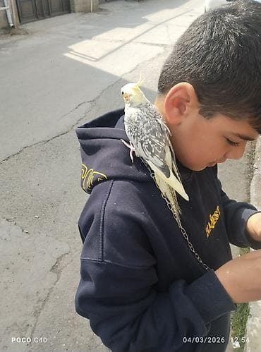 pisikler satilir: Fiko satişda 9 ayliq ruçnoy Nimfa (Cockatiel) – sarı çopkalı, boz-ağ — 3