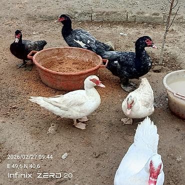 Akvariumlar: Səsli ördeklər 17 manatdan hamsi bir yerdə satılır Lal ördəklərin — 1