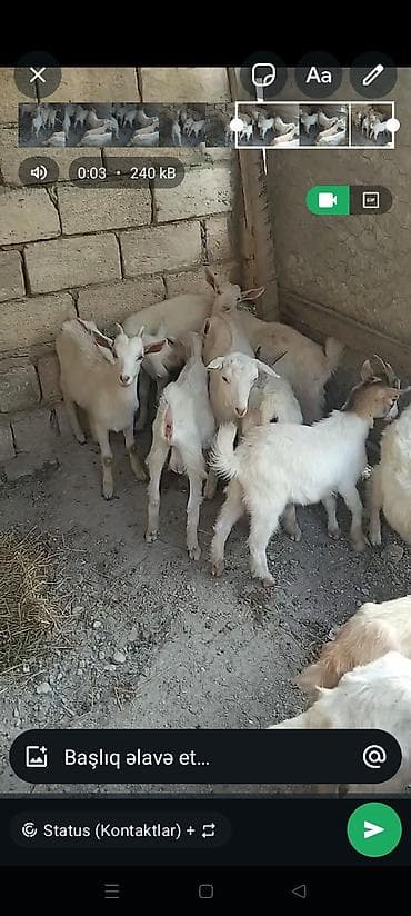 Heyvanlar: Ağ rəngli cavan oğlaq/qoç qarışığı sürü satılır. - Ağır sümüklü, ətli — 1