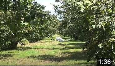 xacmaz torpag: 38 sot, Kənd təsərrüfatı, Kupça (Çıxarış) — 3