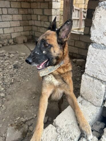 купить собаку малинуа: Belçika çoban iti, 2 il, Erkek, Peyvəndli — 14