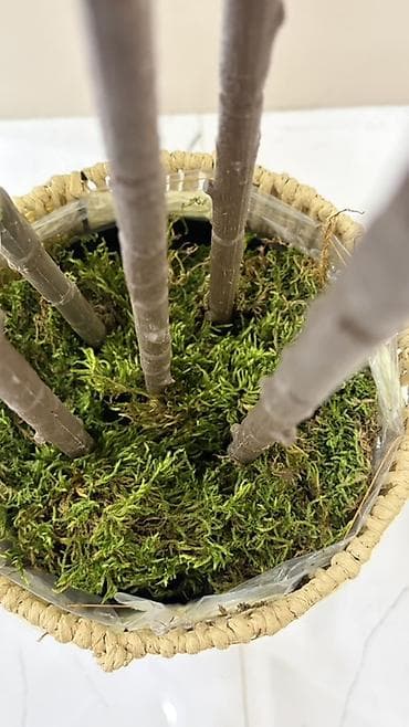 süni yarpaq: Dekorativ böyük ev bitkisi – kauçuk ağacı (Ficus elastica) görünüşlü — 4