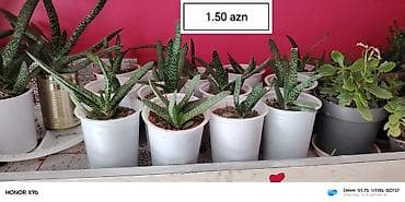 bitki: Sukkulent bitki – Gasteriya (aloe‑tipli), ağ nöqtəli yaşıl yarpaqlı — 1