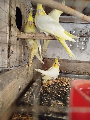 3 dənə baladı.Yeni yuvadan çıxıblar.Tam sağlam balalardı.Tam ələ