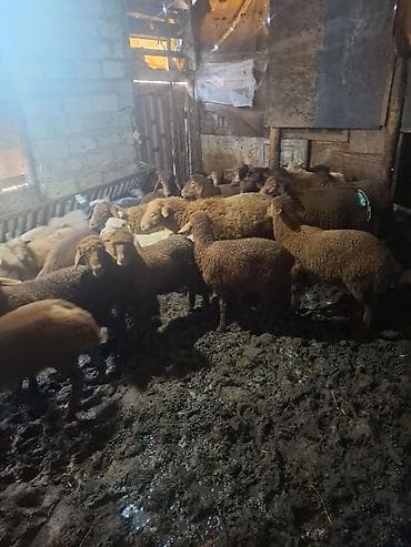 Pişiklər: Kök quzular satılır — 4