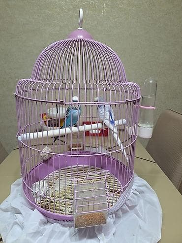 2 papuqay ve boyuk qefesi ile birlikde satilir, qalan yemi de ustunde