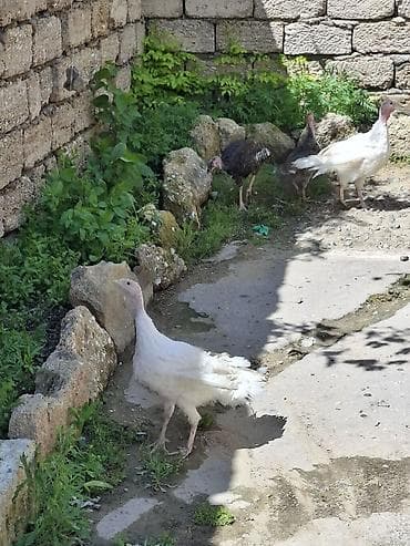 cex qus: Hinduşka 3 ədəd 3 aylığ 1ədəd 1ay20 günlük qiymət hamsına aidi - Növ — 1