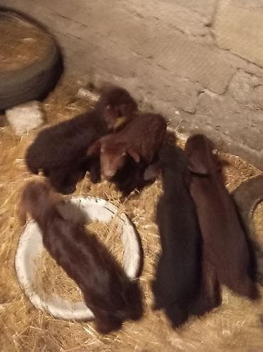 Pişiklər: Qoyun quzuları – yerli damazlıq Məhsul təsviri: - Şəkillərdə qara və — 2
