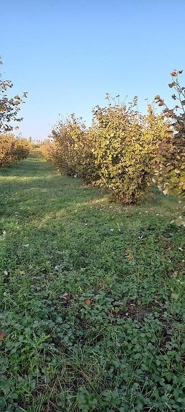 lökbatan torpaq: 166 sot, Kənd təsərrüfatı, Mülkiyyətçi, Kupça (Çıxarış) — 5