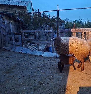 çin aslani: 1ci qarnlardı ikisində qiymət biri 650 manat — 3