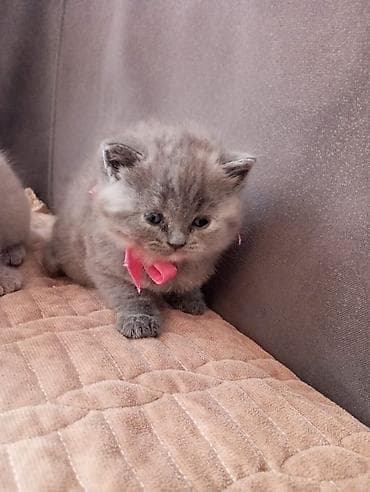 Şotland uzun tüklü, Dişi, Yaxşı əllərə, Rayonlara çatdırılma