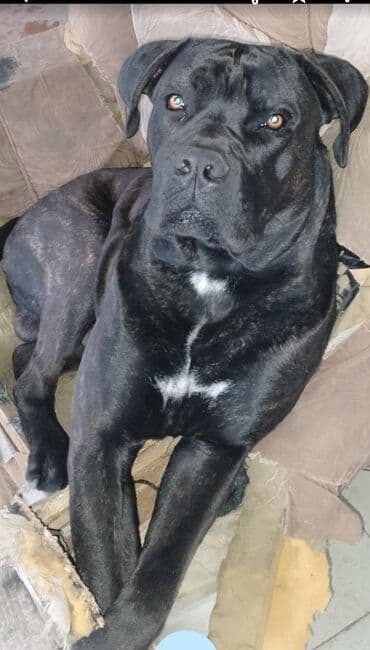 layka iti qiymeti: 1 ay, Erkek, Peyvəndli — 7