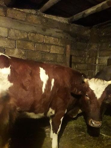 Inəklər, öküzlər: Dişi, il: 2, Südlük — 4