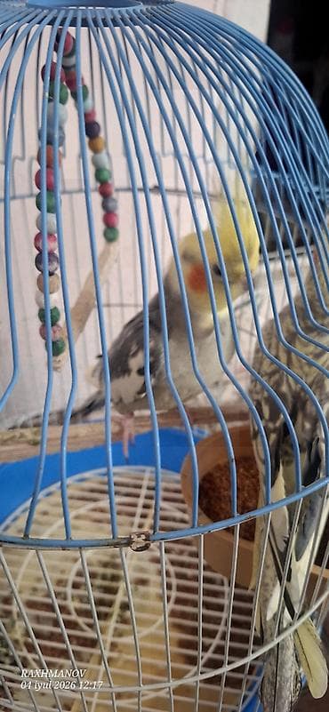 quslar: Karella qușu Tam cute hazr quwlardi oxuyandilar qefes qarwg 75 — 2