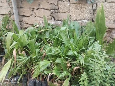 palma agaci satilir: Müxtəlif ölçülərdə palma fidanları bağ, həyət və ya digər açıq — 2