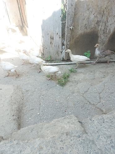 hinduska balasi: Hündüşka cücəsi 1 aylıq kanada sortu ağ rəng çox yaxşı sortdu — 3