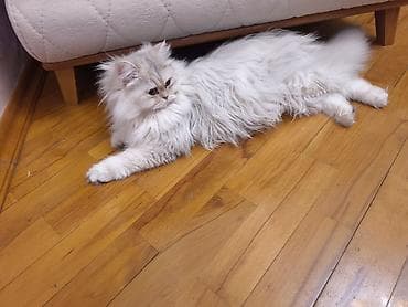 pişiy: Dişidi çütleşdirilir 0702500507 — 3