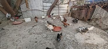 bantam: Toyuq, Damazlıq — 2