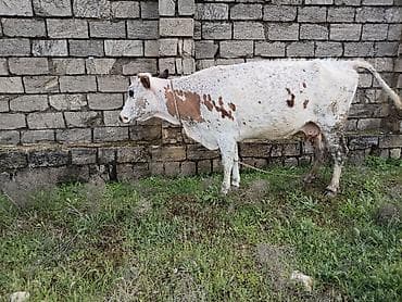 inek fermasi: Südlük və ətlik iri buynuzlu heyvanlar - Şəkillərdə müxtəlif rəngli — 3