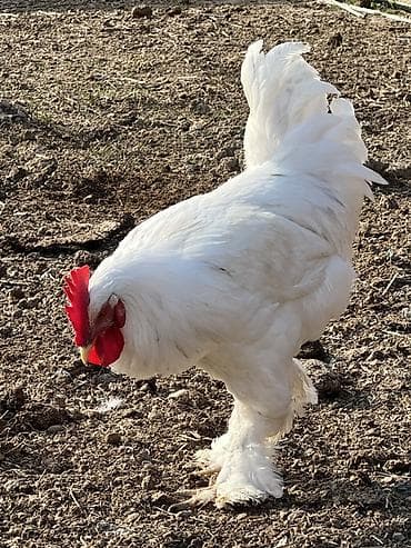 toyug xoruz: Ağ rəngli, saqqallı və ayaqları tüklü xoruz Saıam bunu özum — 5