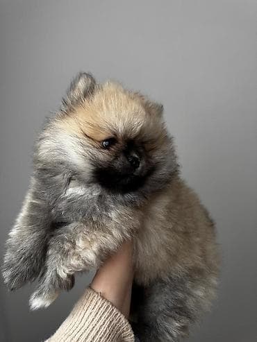 pomeran itleri: Şpitz, 2 ay, Peyvəndli, Ünvandan götürmə, Pulsuz çatdırılma, Ödənişli çatdırılma — 6