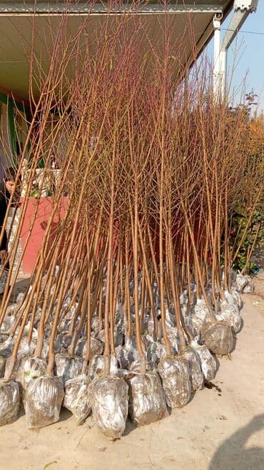 пластмассовый бак для воды купить: Her növ ağaclar ve dekarativ ağaclar çox ucuz ve qarantili gubresiz — 54