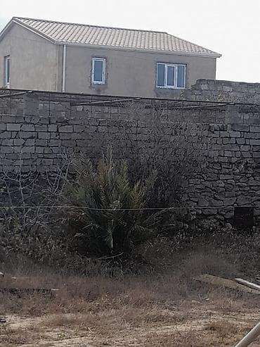 palm: Xurma (xurma xurması) palmaları – həyət və bağ sahələri üçün dekorativ — 6