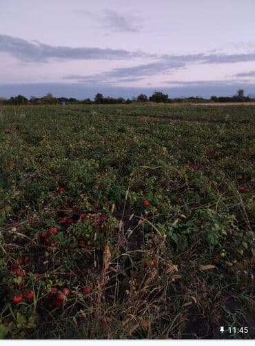 работа уборщицы на неполный рабочий день: Salam torpaq satilir 1 hektar 14sot satilir Qusar r Həsənqala kəndində — 4