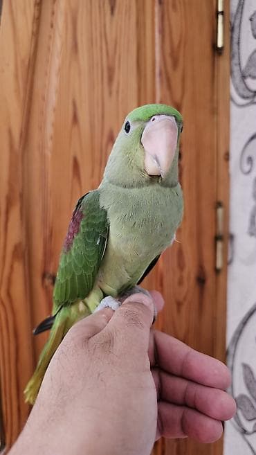 ev goyərcinləri: Aleksandr (parrot) cinsiyyəti dişidir əl quşudur– yaşıl tonlarda, uzun — 10