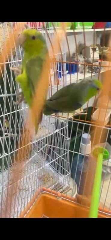 tutuquş: Parrotlet (cüt) – yaşıl-mavi tonlarda, xırda ölçülü, sakit və mehriban — 2