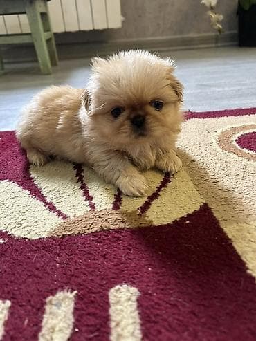 it cinsi adlari: Pekines — 6