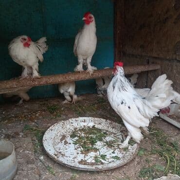 sort toyuq: 10 ədəd təmiz qan balaca sort yaponkalar satılır 7 ayliqdi lar — 5