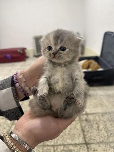 pişiy balaları: Şotland yastı qulaq, Dişi, Ünvandan götürmə — 3