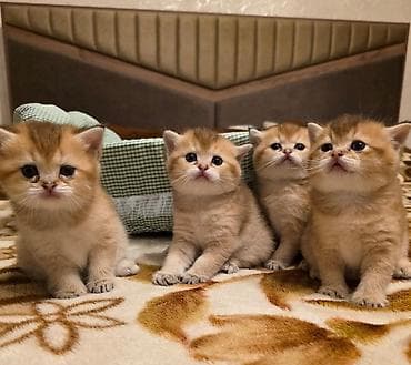 Pişiklər: Qızıl şinşilla — 6