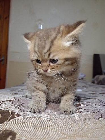 Sevimli balaca pişik balaları - Cinsə bənzər görünüş: tüklü, yumşaq