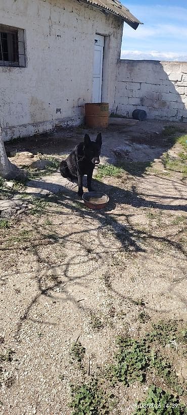 it qiz adlari: Qara rəngli it – qulaqcıqları dik, orta bədən quruluşlu, qısa-yarıuzun — 4