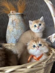 dişi pişik: Qızıl şinşilla, Dişi, Pulsuz çatdırılma — 3