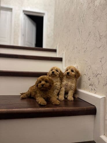 pudel satisi: Pudel — 6