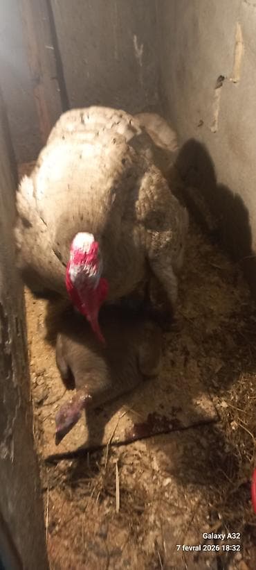 kənd toyuqu: Unvan Lənkəran.Cut 200azn — 2