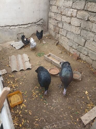 Inəklər, öküzlər: Dişi, Damazlıq — 7