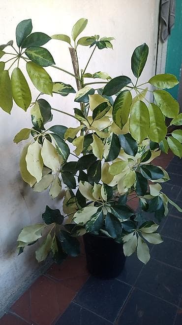 kükürd tozu: Variegatlı Şeflera (Schefflera arboricola) – dekorativ otaq/terrasa — 1