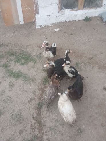 Keçi, çəpiş: Erkək, | Lal ördək, Ətlik — 2