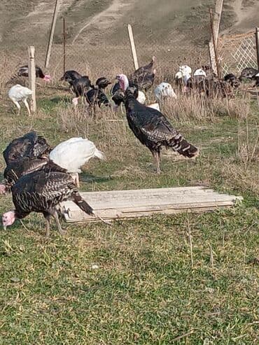 arı şəkilləri: Məhsul: Hinduşka sürüsü Təsvir: - Şəkillərdə müxtəlif rənglərdə — 14