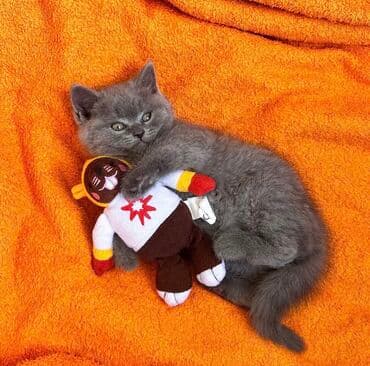 pişik latoku: Şotland yastı qulaq, Erkək, Dişi, Ödənişli çatdırılma, Ünvandan götürmə — 4