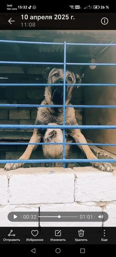 afçarka itlər: Kanqal — 4